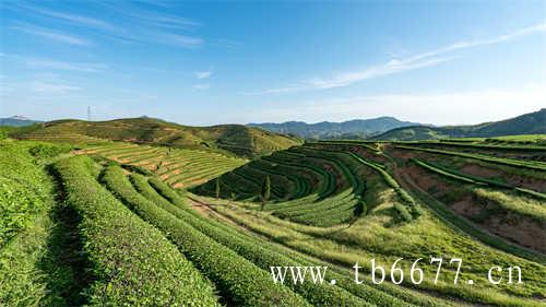 中国白茶第一镇柏柳村