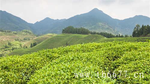 中茶福建公司出口白茶的历史