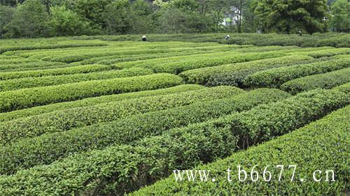 多少钱一斤的茶才是好茶