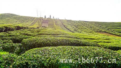 贡眉茶的价格决定因素