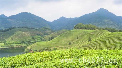 世界三大高香名茶你喝过几种