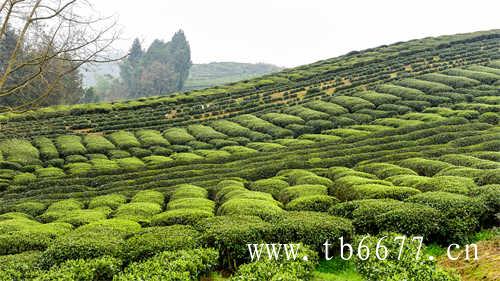 茶旅一体化助力茶乡旅游发展