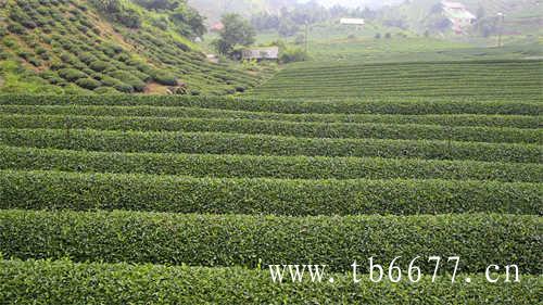 特级老白茶寿眉茶饼价格