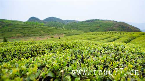 如何鉴别茶叶品质