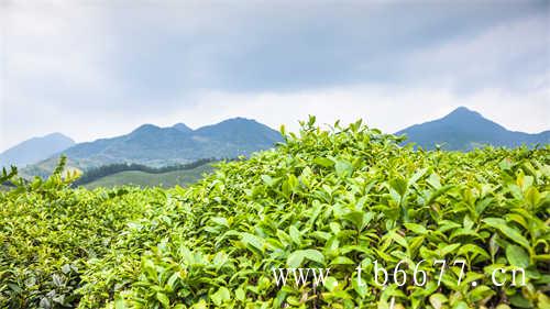 宁波茶叶市场福鼎白茶