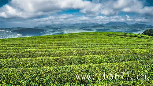 白茶中最具山野味道的茶寿眉