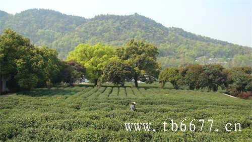 贡眉茶的价格决定因素