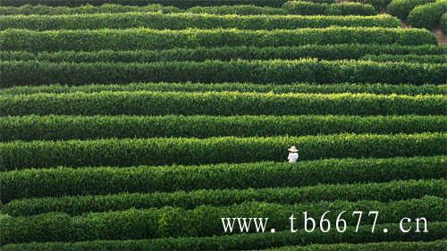 太姥山的白茶含有丰富的叶绿素