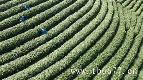 高山乌龙茶价格