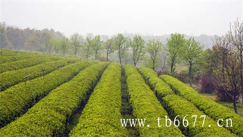 普洱茶与乌龙茶