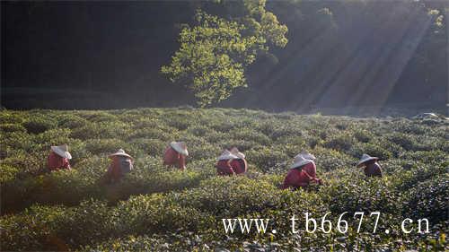 【聚焦】中国白茶的盛会