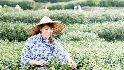 白茶好物推荐白茶好物推荐