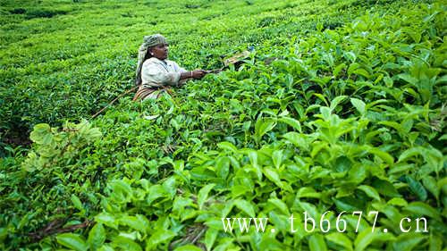 白茶的产地环境是怎样的