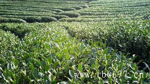 贡眉茶的价格决定因素