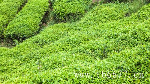 福建白茶几个品种