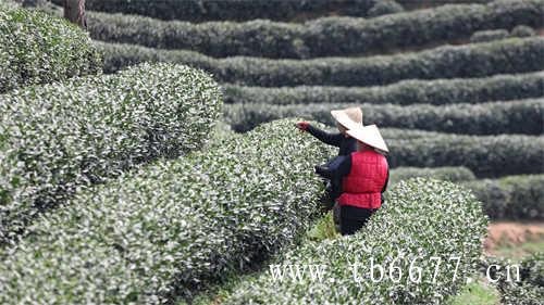 乌龙茶的茶语