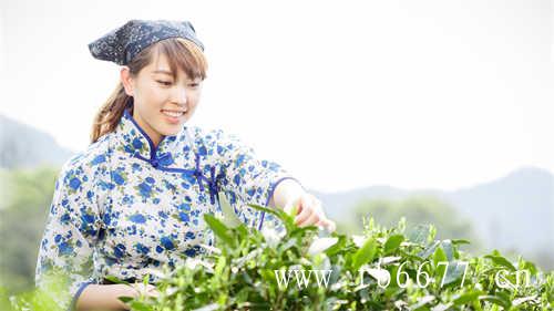 白茶茶树品种有哪些