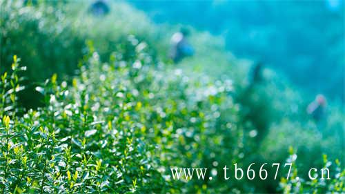 乌龙茶产区环境分析