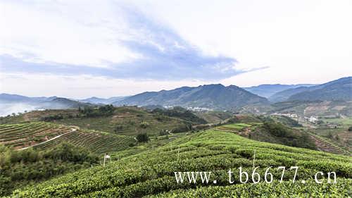台湾黑龙茶的发展历程
