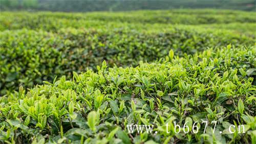 乌龙茶与青茶的区别是什么