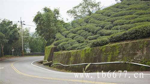 平远县首届千人禅茶会圆满落幕