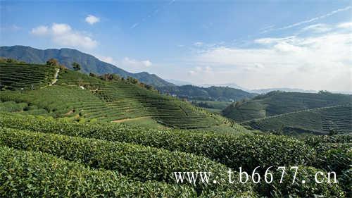 2021年全省茶叶生产成本持续上升