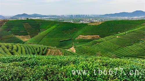 柘荣高山白茶香飘茶圣故里