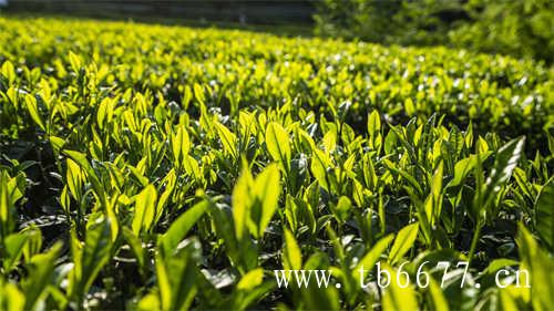 白茶压饼好还是散茶好