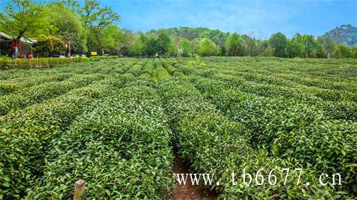 大红袍不是红茶是什么茶