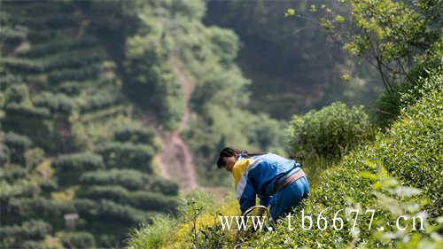 桂花香茶乌龙茶