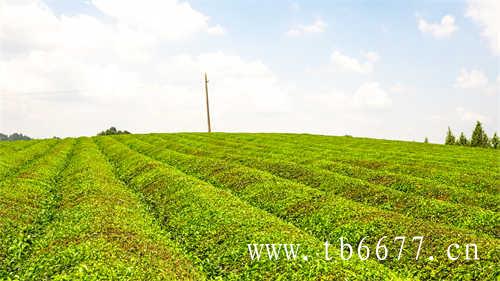 福鼎一亩白茶产量多少斤