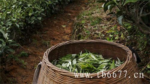 乌龙茶属于绿茶类吗