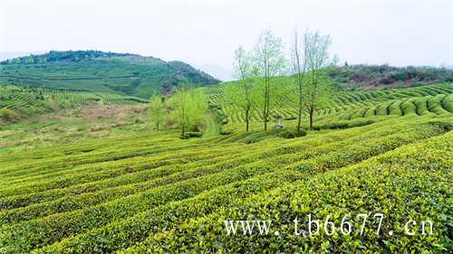 寿宁高山茶香气浑然天成