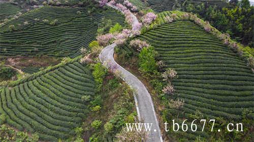 红绿乌龙茶的风味流行方向