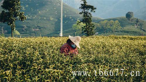 冷水投茶还是热水投茶