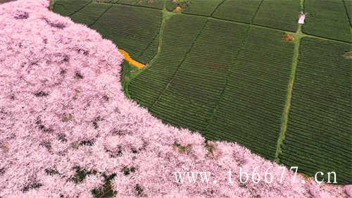 高香型乌龙白茶你喝过吗