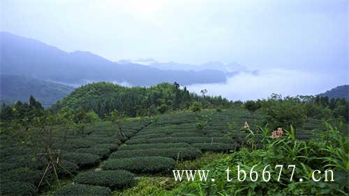 乌龙茶的种类有哪些