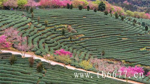 闽北乌龙茶是被子植物门