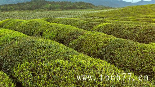 怡臻原研学栏目茶区研学