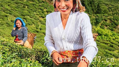 茶史现代白茶的发展历程