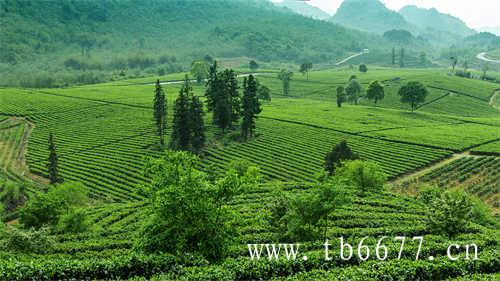 天湖茶业国家扶贫龙头企业
