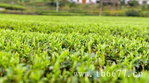 市场上的贡眉白茶多少钱一斤