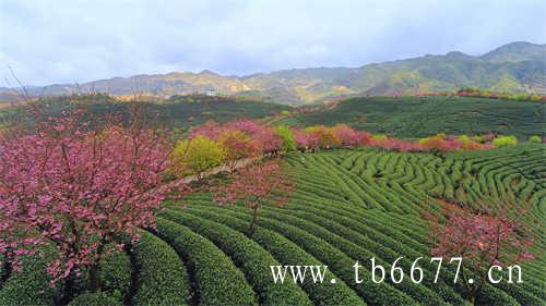 中国最有名的一座茶山武夷山