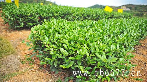 中国茶叶进口规模再创新高