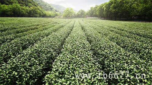 人参乌龙茶的鉴别方法有哪些