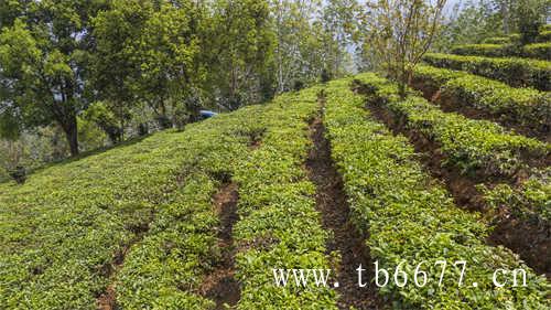 茶一年药三年宝七年老白茶