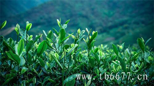 乌龙茶的发酵程度有多重