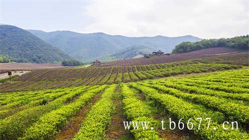 桂花乌龙茶怎么样