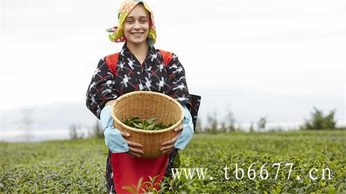 鉴别台湾高山茶的方法