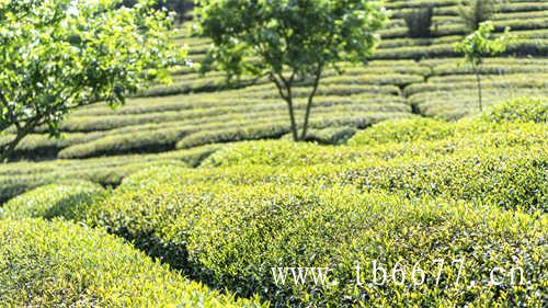 黄茶绿茶乌龙茶的保存方法